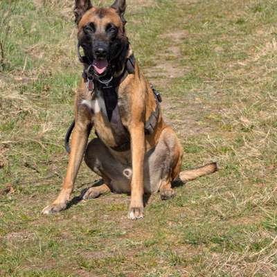Hundetreffen-​🐾 Souveräne Sparringspartner für Malinois-Rüden Hondo gesucht!-Bild
