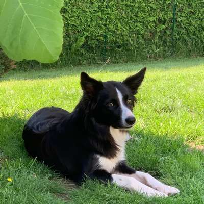 Hundetreffen-Abendlicher Spaziergang