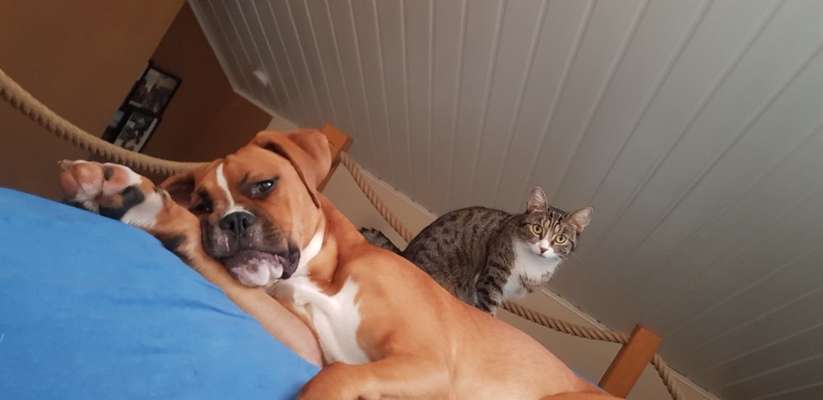 Hund und Katz Momente-Beitrag-Bild