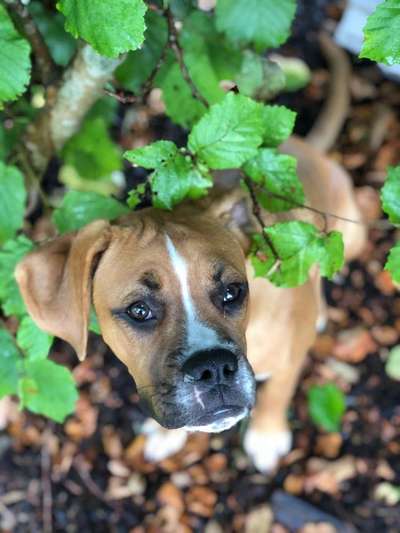 Dein Hund im Dogorama-Kalender 2021-Beitrag-Bild