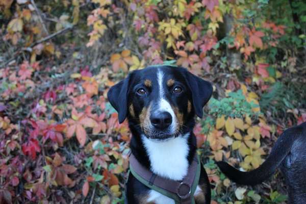 Dein Hund im Dogorama-Kalender 2021-Beitrag-Bild