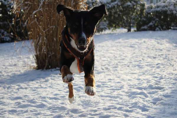 Dein Hund im Dogorama-Kalender 2021-Beitrag-Bild
