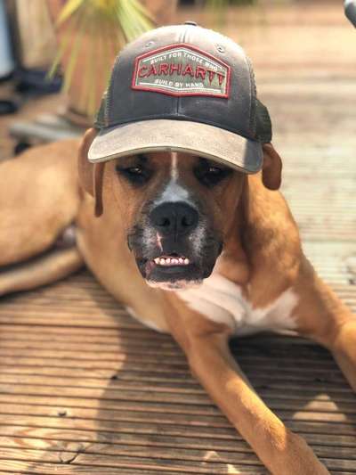 Dein Hund im Dogorama-Kalender 2021-Beitrag-Bild