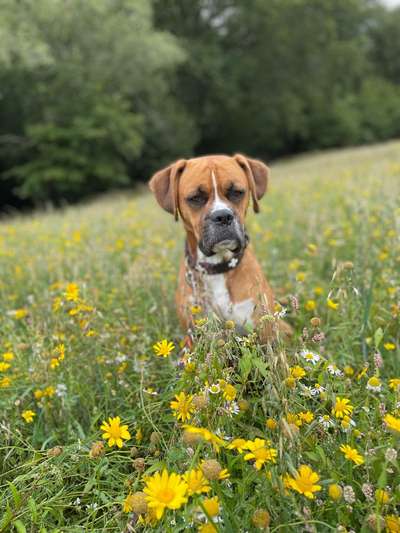 aktuelles Foto Gruppe Labroxar / Boxador