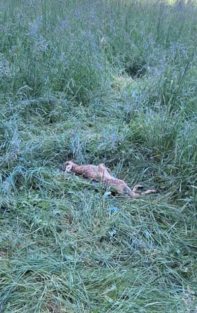 Brut und Setzzeit-Beitrag-Bild