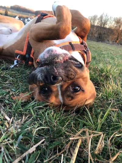 Lachen😀 eure Hunde auch so gerne😂-Beitrag-Bild