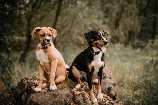 Fotochallenge No. 26                                     Wald und Wiese-Beitrag-Bild