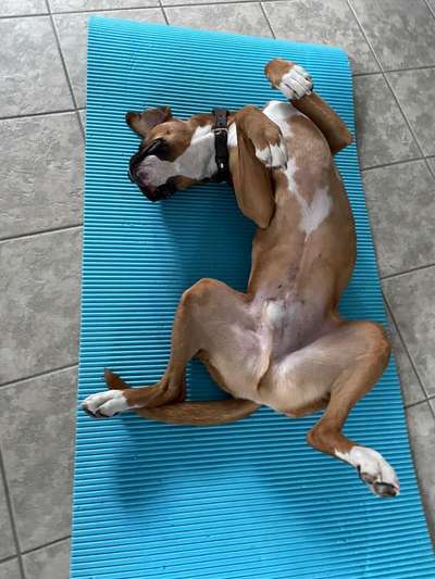 Deutsche Boxer-Beitrag-Bild