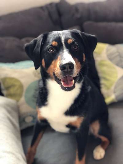 Appenzeller Sennenhunde-Beitrag-Bild