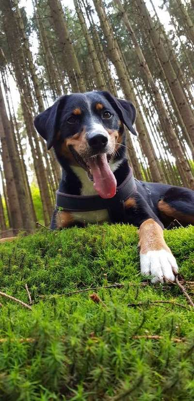 Dein Hund im Dogorama-Kalender 2021-Beitrag-Bild