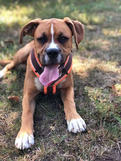 Dein Hund im Dogorama-Kalender 2021-Beitrag-Bild