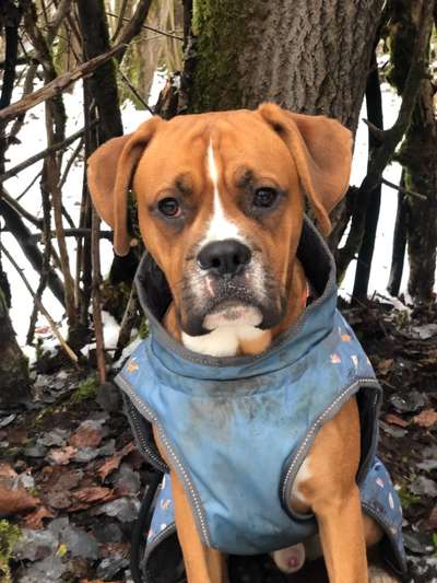 Der berühmte hundeblick-Beitrag-Bild