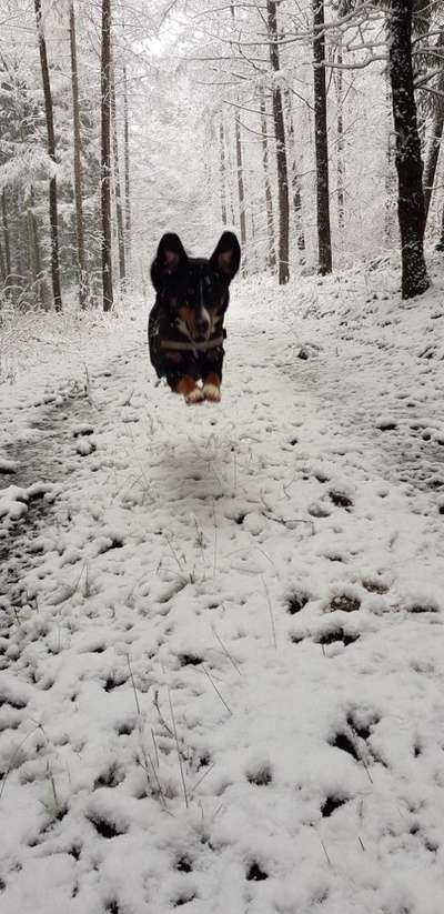 Challenge Nr. 16         Dynamik - Dein Hund in Bewegung-Beitrag-Bild