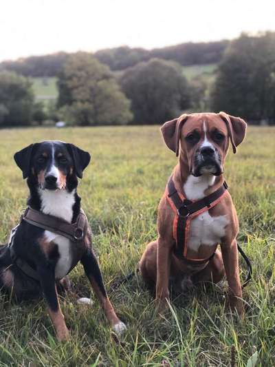 Mehrere Hunde zuhause !-Beitrag-Bild