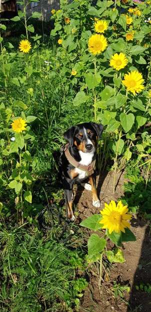 Dein Hund im Dogorama-Kalender 2021-Beitrag-Bild