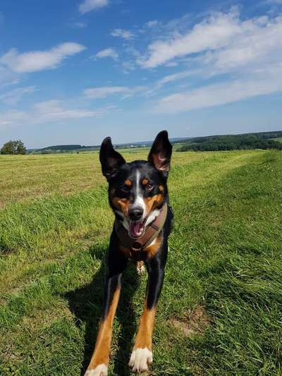 Dein Hund im Dogorama-Kalender 2021-Beitrag-Bild