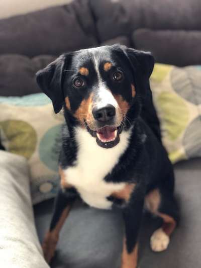 Lachen😀 eure Hunde auch so gerne😂-Beitrag-Bild