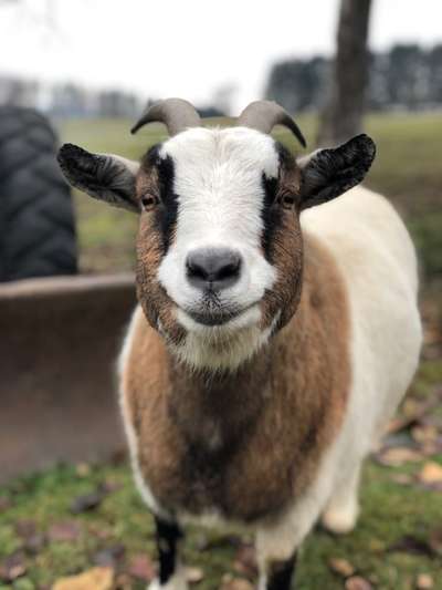 Lachen😀 eure Hunde auch so gerne😂-Beitrag-Bild