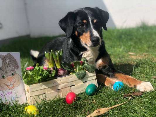 Dogorama Photo Challenge - Ostereiersuche-Beitrag-Bild
