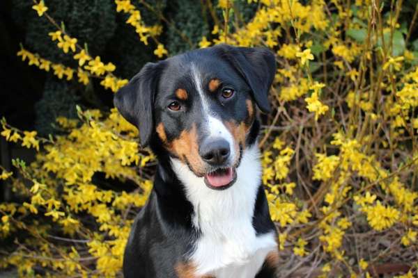 Dein Hund im Dogorama-Kalender 2021-Beitrag-Bild