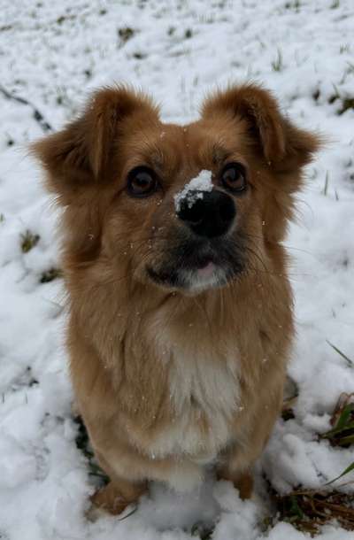 Dogorama Photo Challenge - Hundeblick zum hinschmelzen-Beitrag-Bild