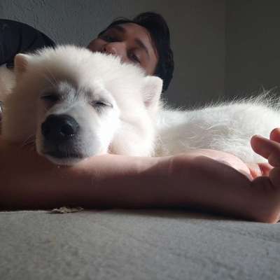 Hundetreffen-Gassirunde für alle