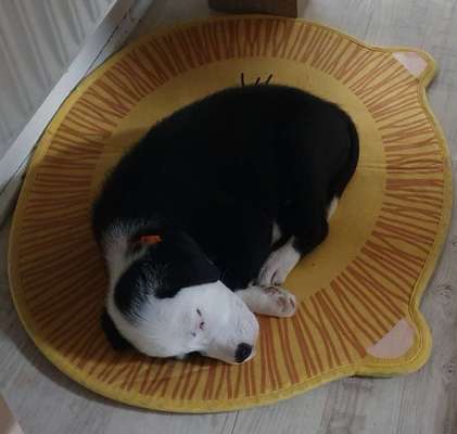 Welpen Bilder !-Beitrag-Bild