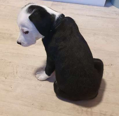 Welpen Bilder !-Beitrag-Bild