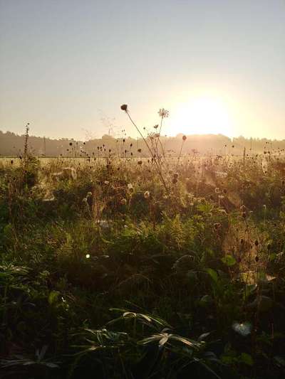 Die wunderschöne Welt mit Hund.-Beitrag-Bild