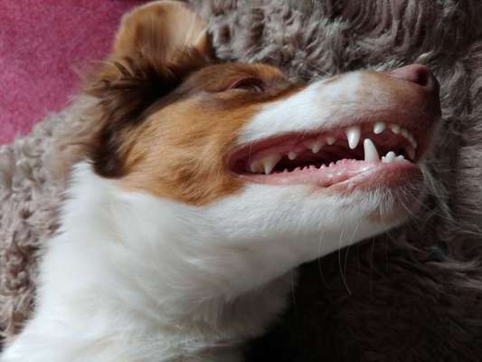 Fotochallenge Nr. 47 - Zeigt die Zähne-Beitrag-Bild