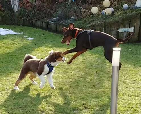 Zeigt eure verrücktesten Hundebilder-Beitrag-Bild