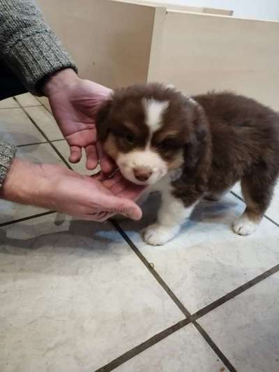 Welpen Bilder !-Beitrag-Bild