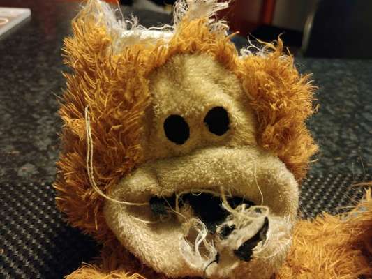 Zeig mir, dass du mit einem hund zusammenlebst....-Beitrag-Bild