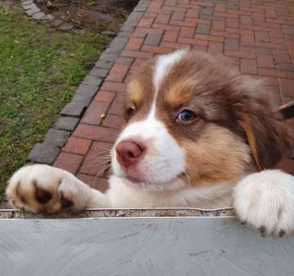 Welpen Bilder !-Beitrag-Bild