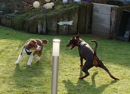 Zeigt eure verrücktesten Hundebilder-Beitrag-Bild