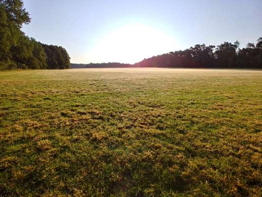Die wunderschöne Welt mit Hund.-Beitrag-Bild