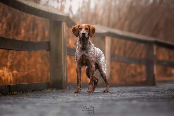 Epagneul Breton-Beitrag-Bild