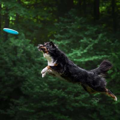 Tierfotografen-Angelina Photography Art-Bild