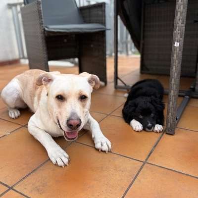 Hundetreffen-Spaziergänge korbach- Bad arolsen-Bild