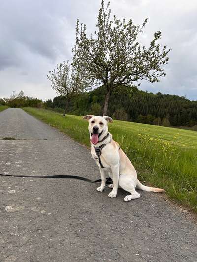 Hundetreffen-Hunde-Begegnungen üben – Trainingspartner gesucht (Raum Twistetal)-Bild