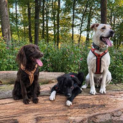 Hundetreffen-🐾 Hundefreunde gesucht! 🐶❤️-Bild