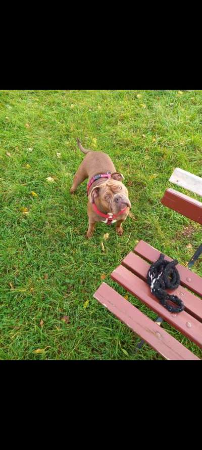 Dogorama Photo Challenge - Hundeblick zum hinschmelzen-Beitrag-Bild