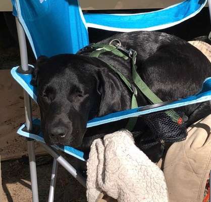 36. Handy Foto Challenge - Sonnenanbeter-Beitrag-Bild