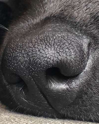 42. Handy Fotochallenge - Den richtigen Riecher haben-Beitrag-Bild