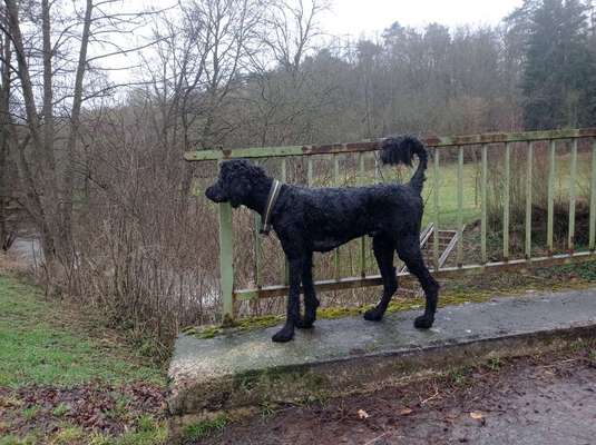 Alles rund um den Pudel-Beitrag-Bild