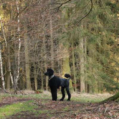 Alles rund um den Pudel-Beitrag-Bild