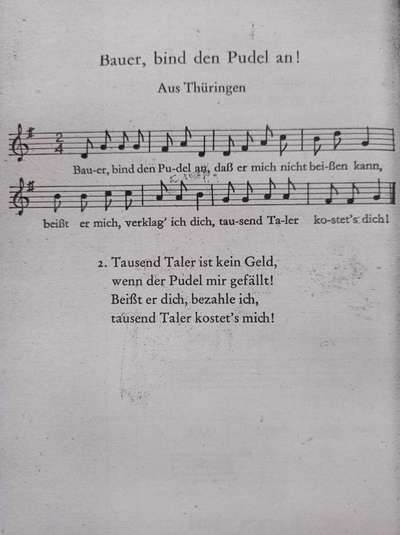 Alles rund um den Pudel-Beitrag-Bild