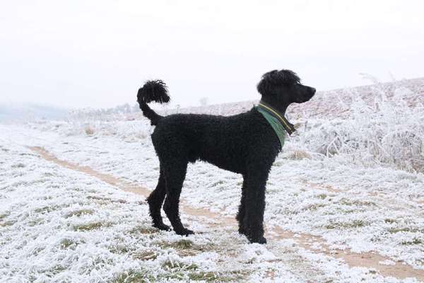 Alles rund um den Pudel-Beitrag-Bild