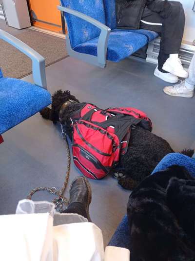 Wandern/Trekking mit Hund-Beitrag-Bild