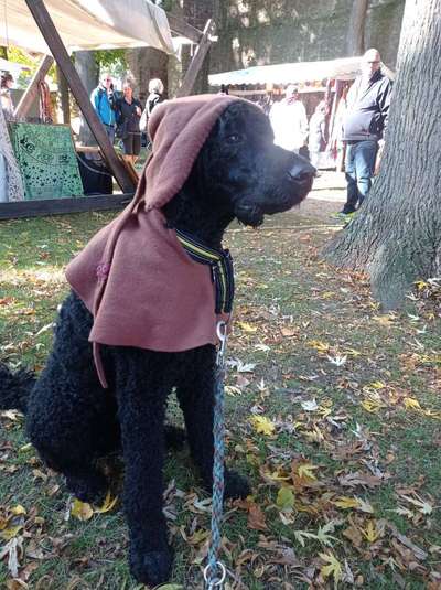 Alles rund um den Pudel-Beitrag-Bild